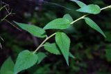 Campanula rapunculoides. Средняя часть стебля. Адыгея, хребет Уна-Коз, буковый лес. 15.08.2008.