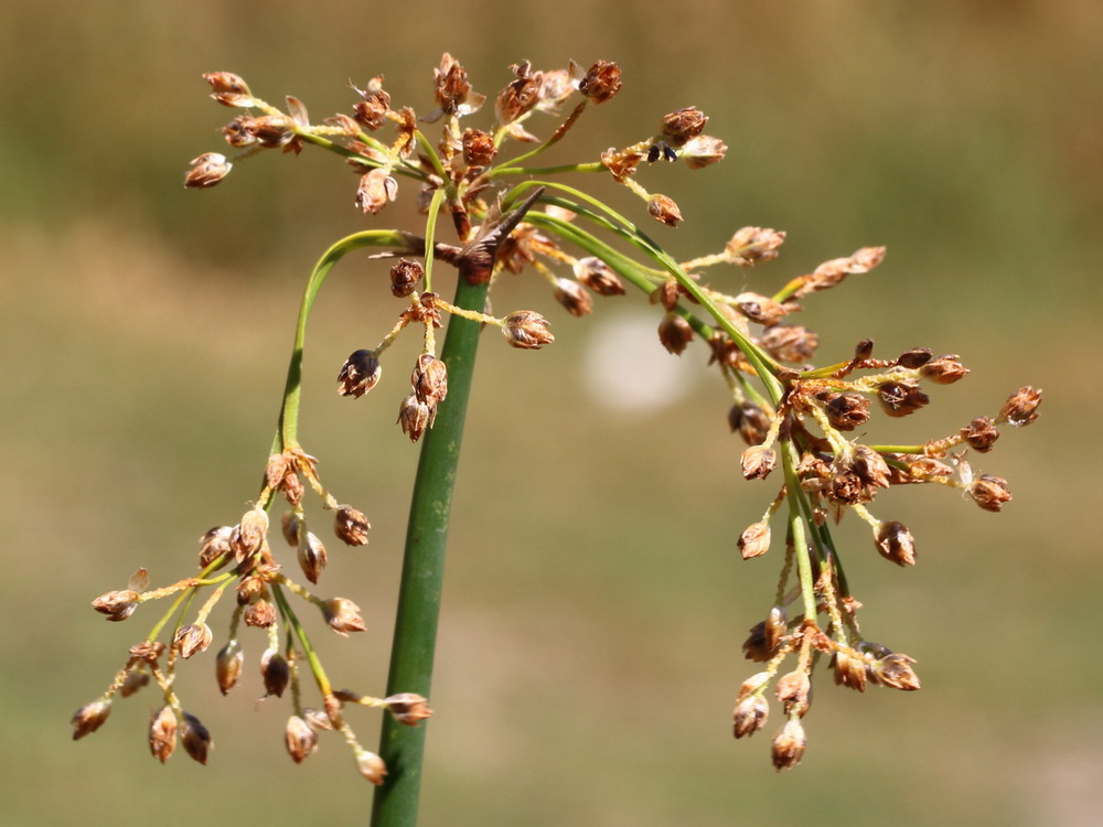 Изображение особи Schoenoplectus lacustris.