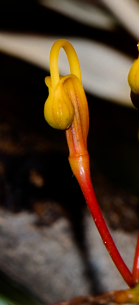 Image of Grevillea robusta specimen.