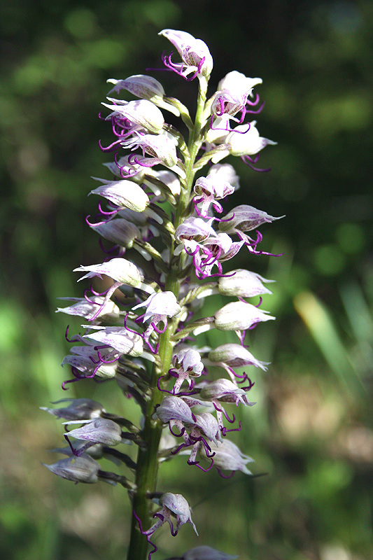 Image of Orchis simia specimen.