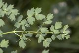 Thalictrum minus