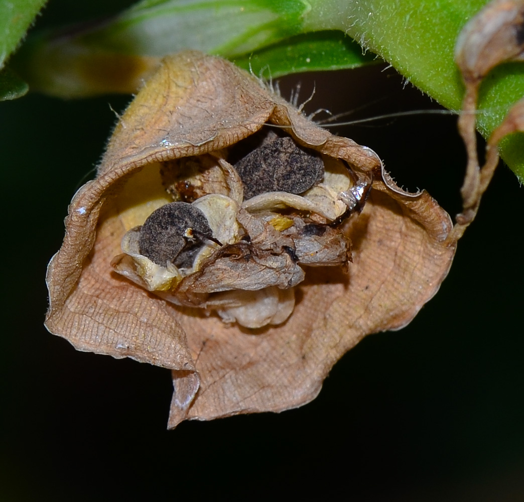 Image of Commelina erecta specimen.