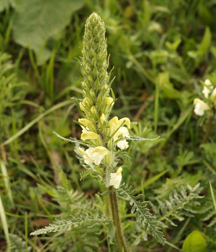 Image of Pedicularis dolichorrhiza specimen.