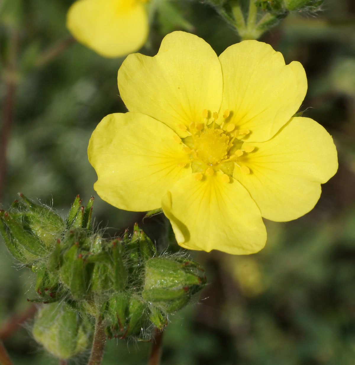 Image of Potentilla recta specimen.