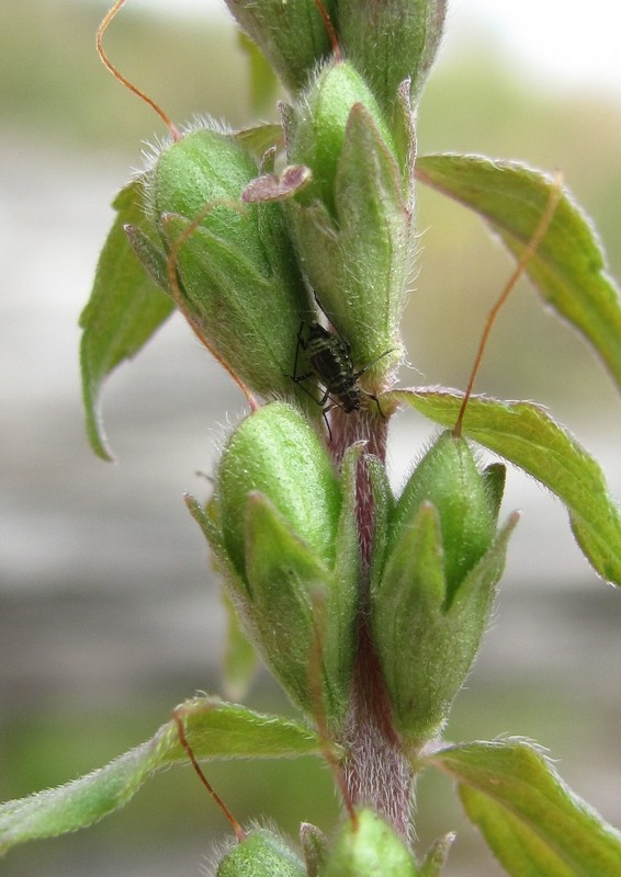 Изображение особи Odontites vulgaris.