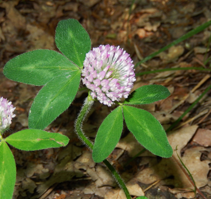 Image of Trifolium pratense specimen.