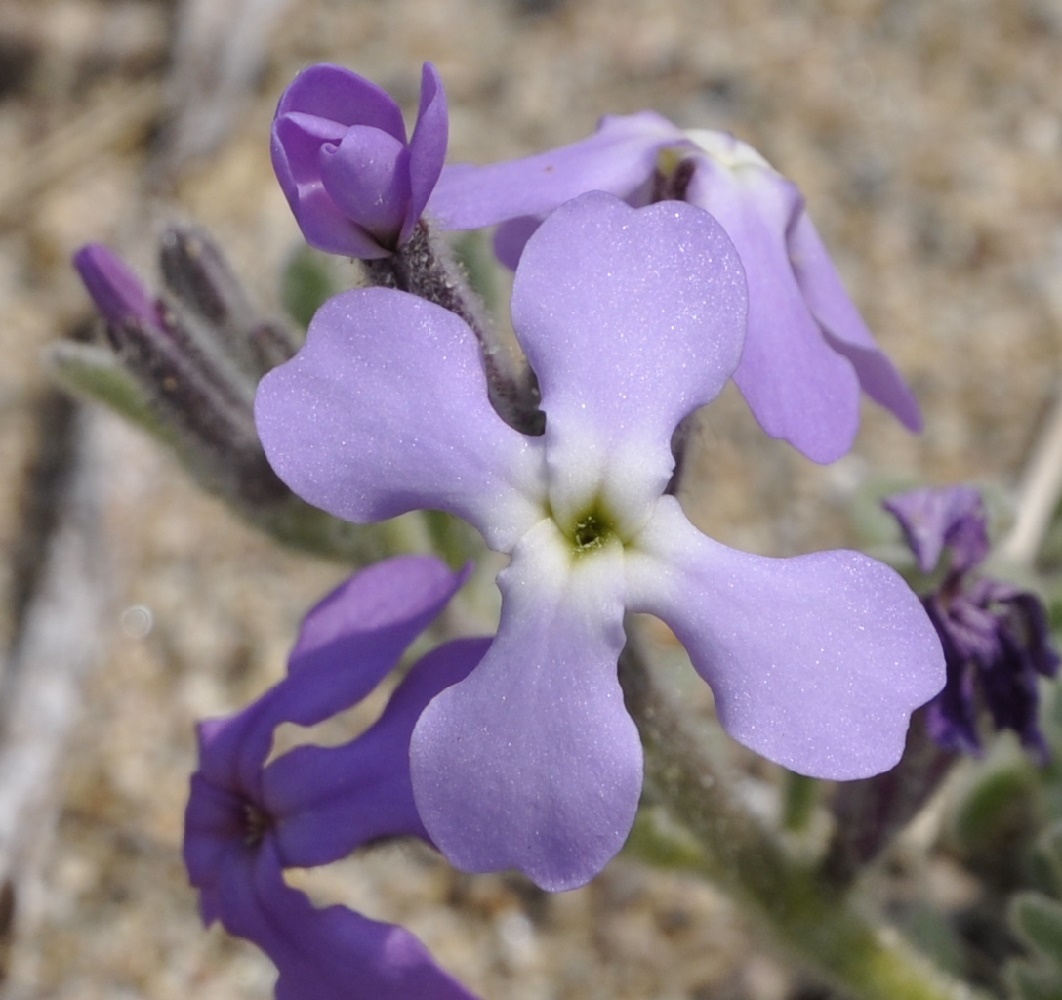 Image of Matthiola tricuspidata specimen.