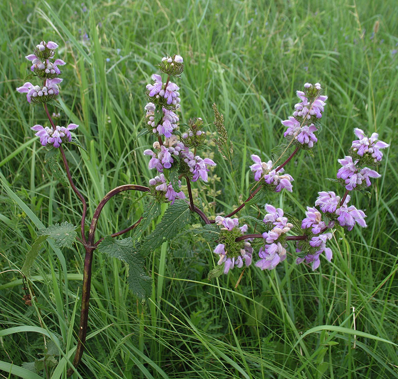 Image of Phlomoides tuberosa specimen.