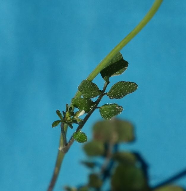 Image of Cardamine hirsuta specimen.