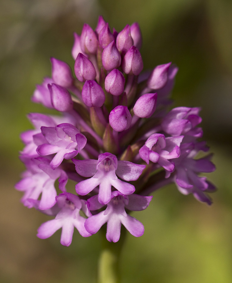 Изображение особи Anacamptis pyramidalis.