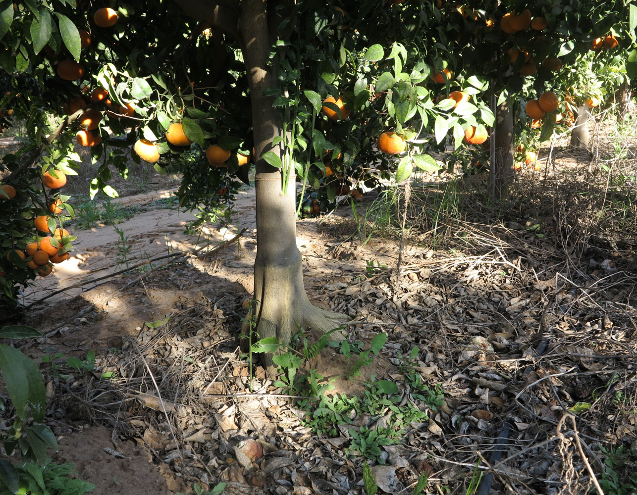 Image of Citrus reticulata specimen.