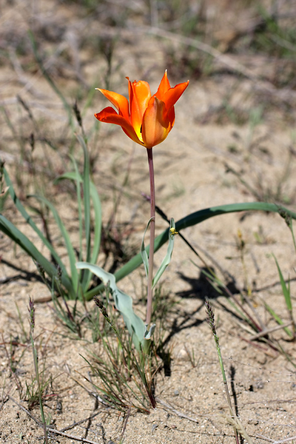 Изображение особи Tulipa lehmanniana.