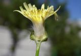 Sonchus oleraceus. Соцветие-корзинка в разрезе. Республика Адыгея, г. Майкоп, во дворе дома на лужайке под забором. 26.04.2016.