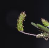 Plantago coronopus