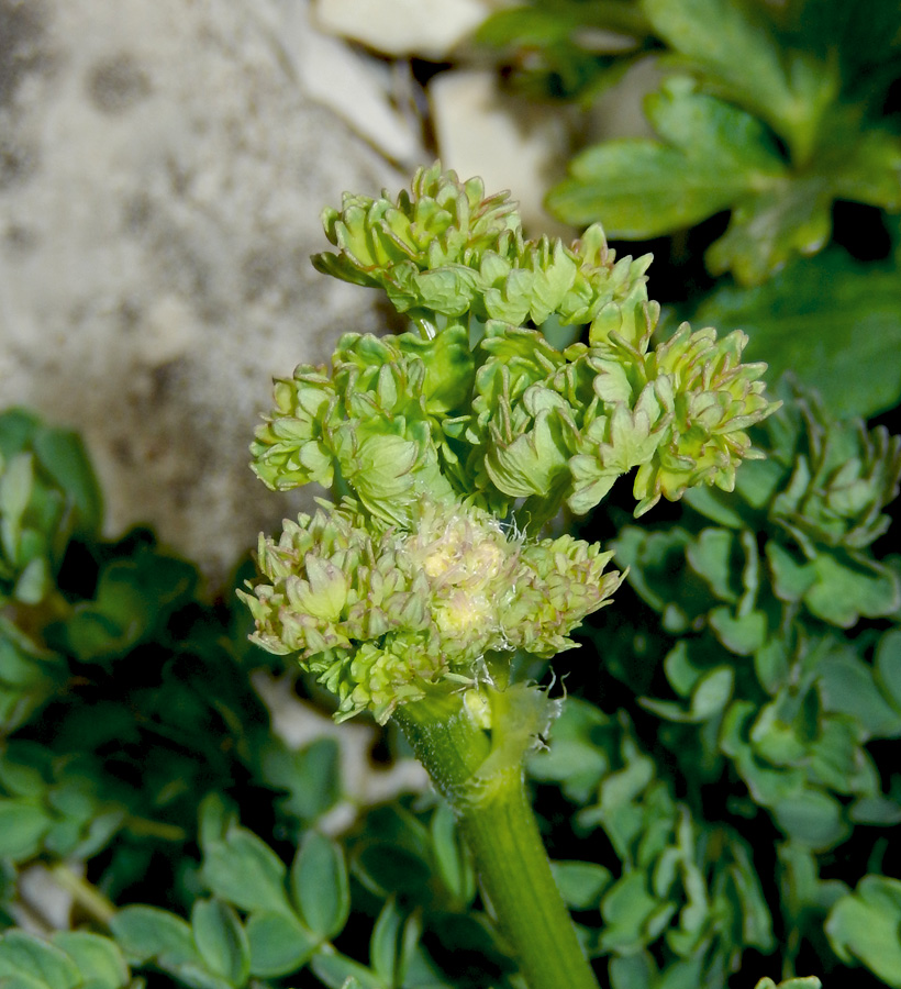 Image of Thalictrum minus specimen.