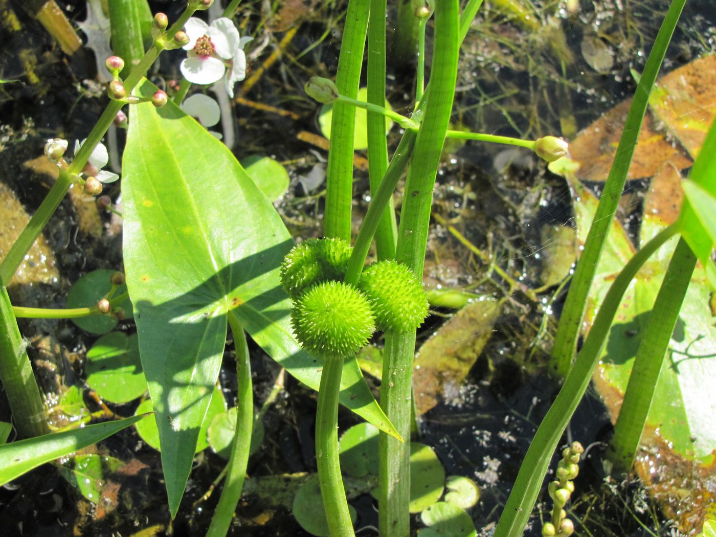 Image of Sagittaria sagittifolia specimen.