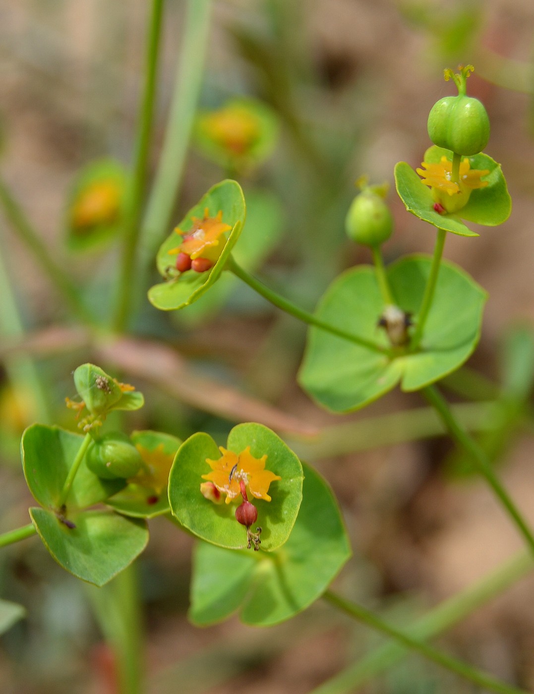 Image of Euphorbia praecox specimen.