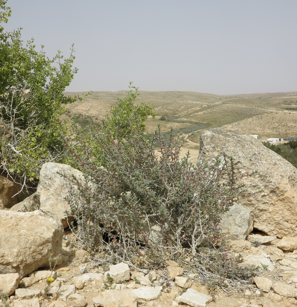 Image of Halogeton alopecuroides specimen.