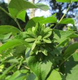 Zabelia mosanensis. Соплодие. Московская обл., в культуре. 06.08.2016.