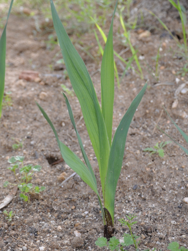 Image of Gladiolus italicus specimen.