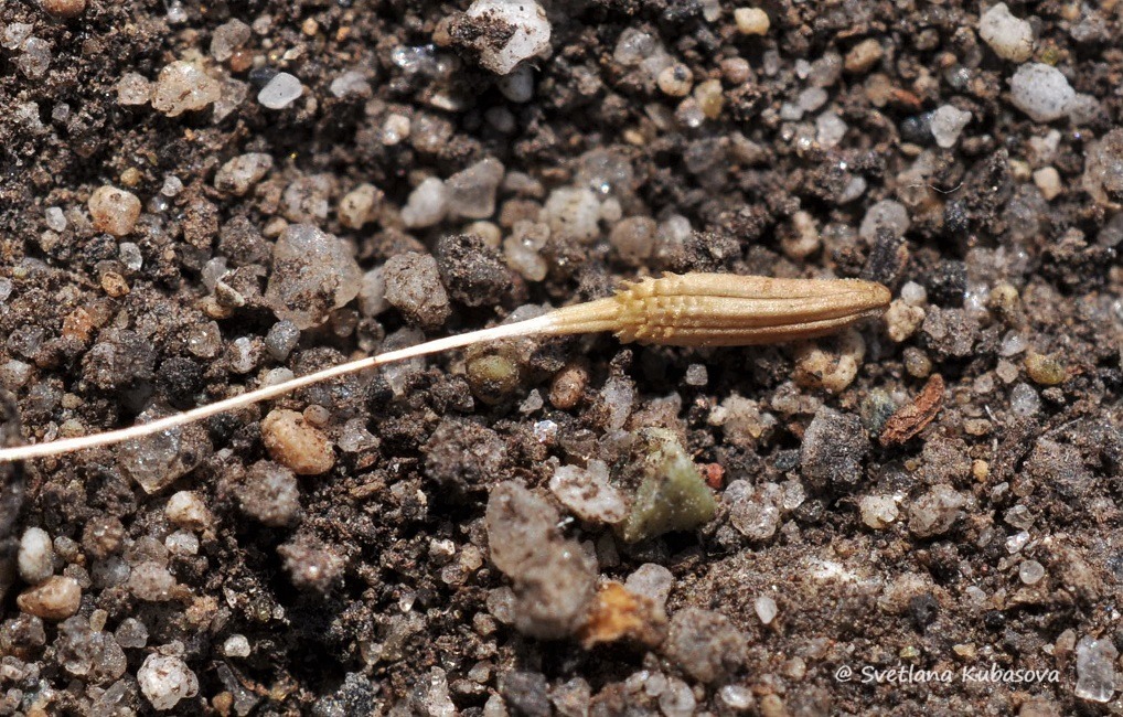 Image of Taraxacum distantilobum specimen.