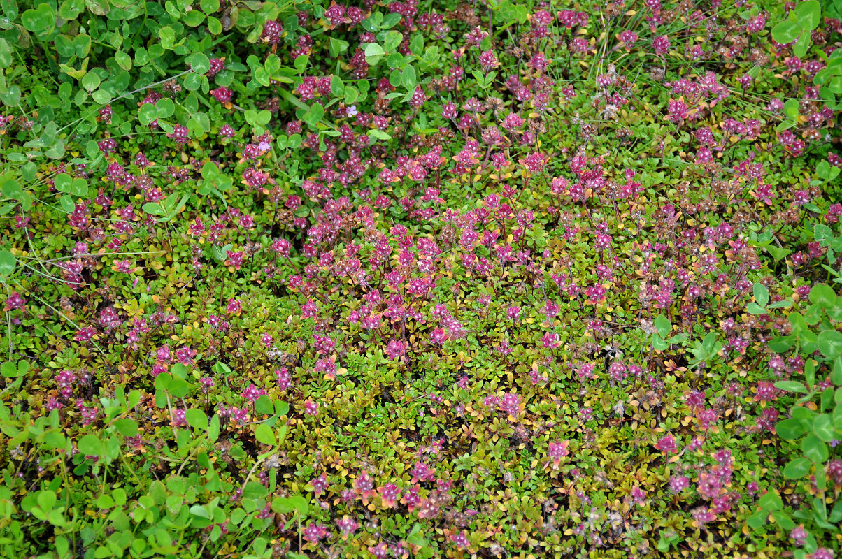 Image of Thymus praecox ssp. britannicus specimen.