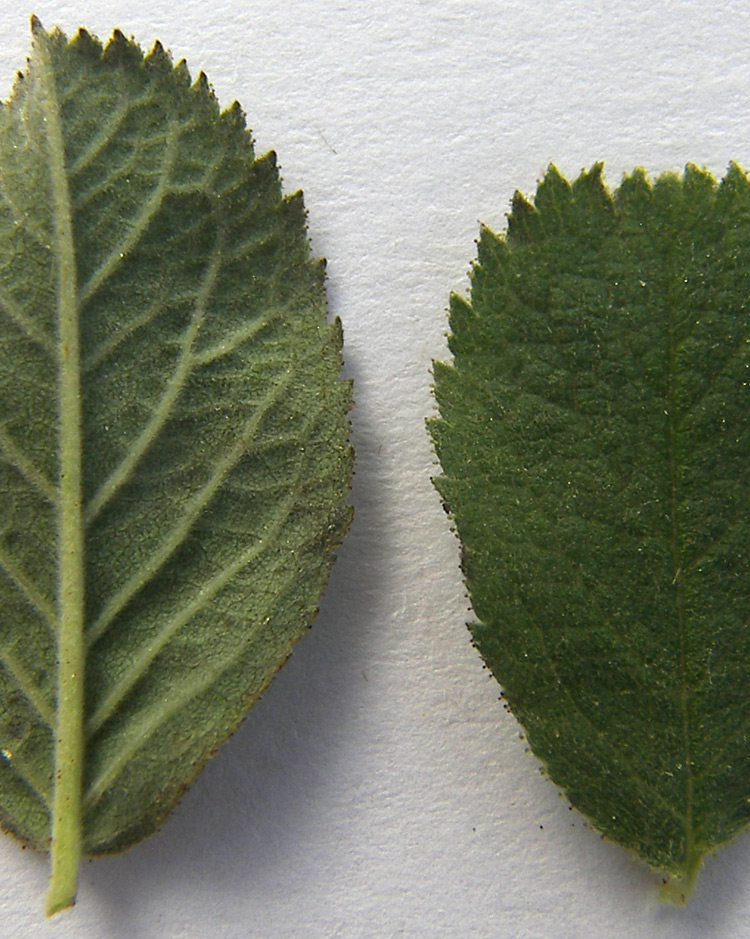 Image of Rosa pubicaulis specimen.