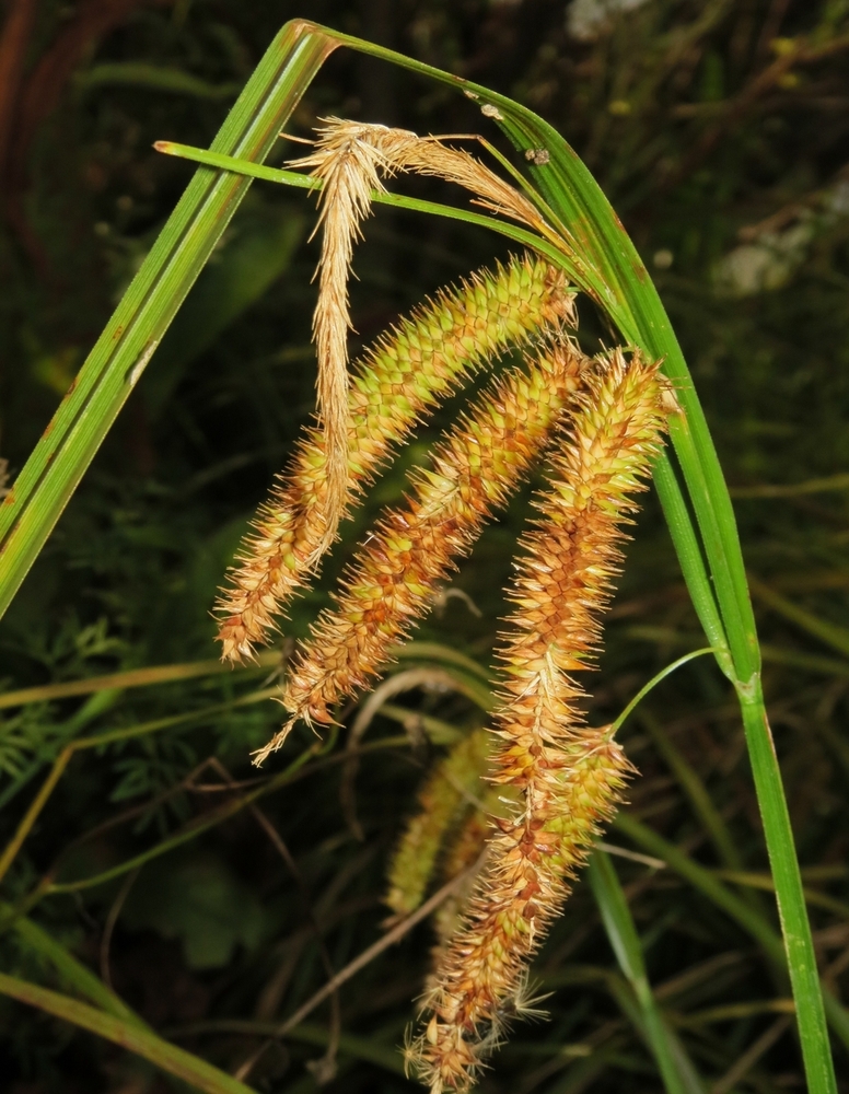 Image of Carex pseudocyperus specimen.