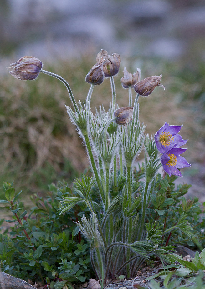 Image of genus Pulsatilla specimen.