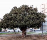 Ficus obliqua. Плодоносящее дерево. Израиль, г. Бат-Ям, в озеленении. 01.10.2016.