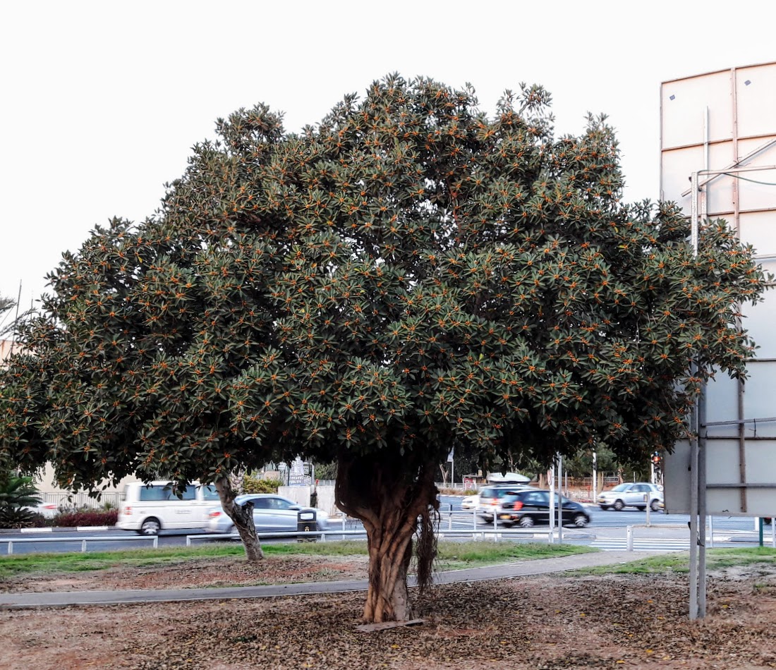 Изображение особи Ficus obliqua.