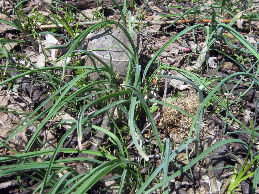 Image of Allium caeruleum specimen.