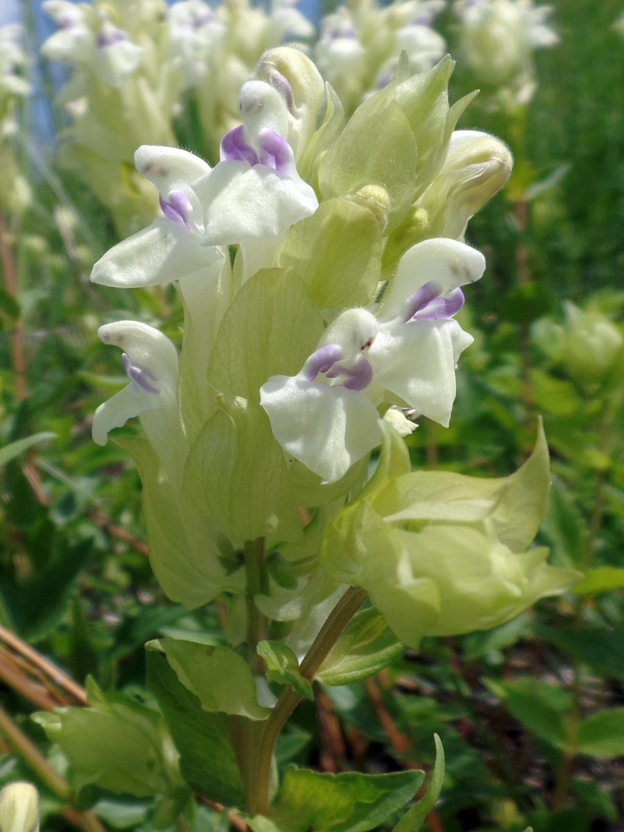 Image of Scutellaria stepposa specimen.