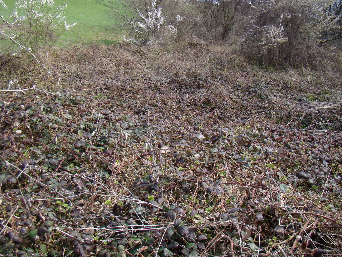 Image of Rubus candicans specimen.