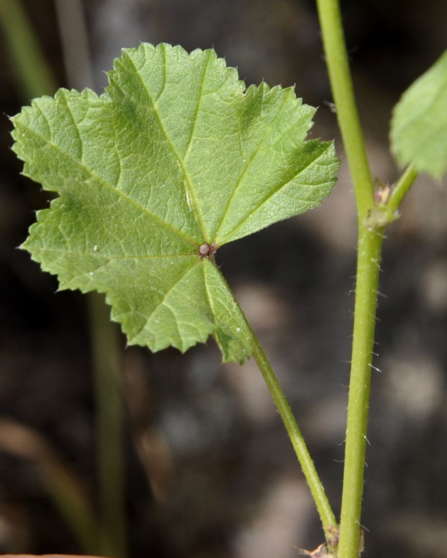 Изображение особи Malva sylvestris.