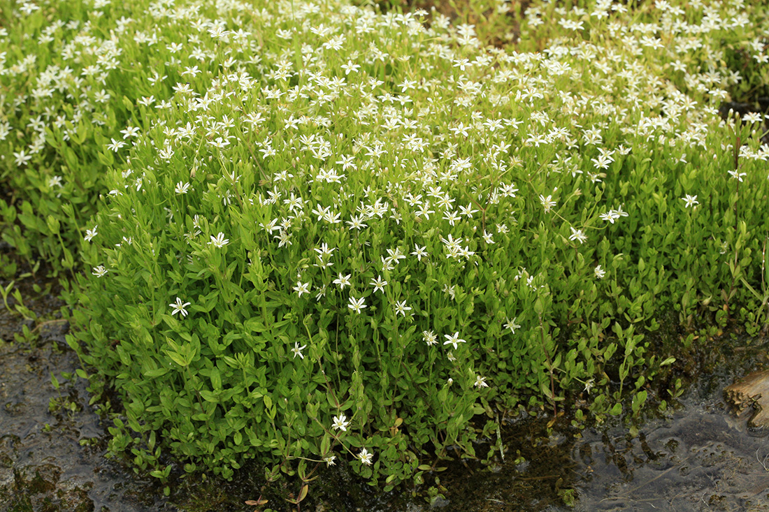 Image of Stellaria crassifolia specimen.