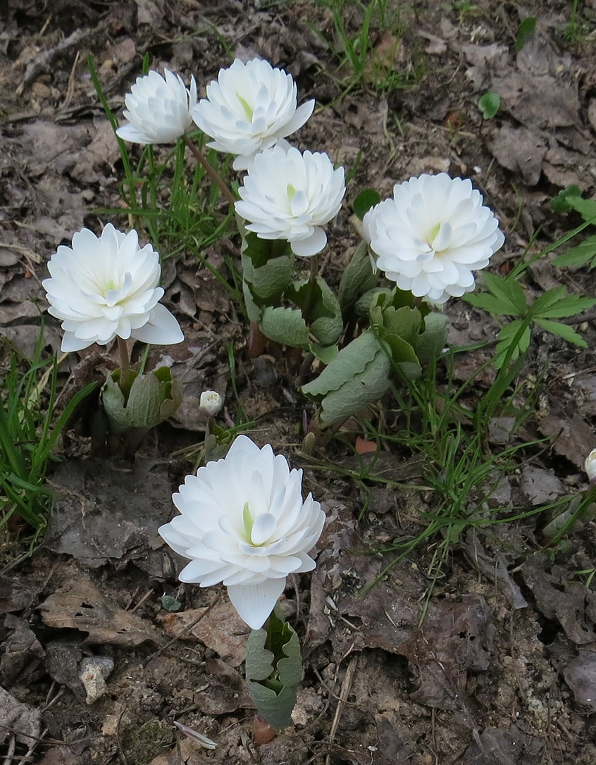 Изображение особи Sanguinaria canadensis.