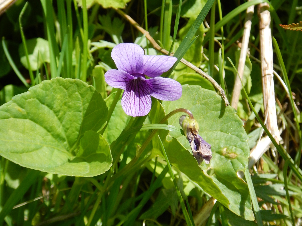 Image of Viola kamtschadalorum specimen.