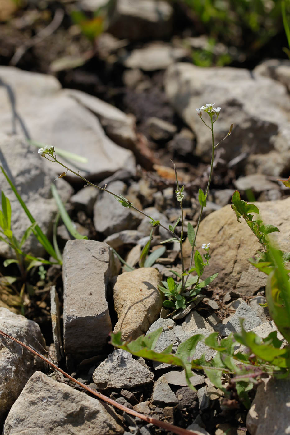 Изображение особи Capsella bursa-pastoris.