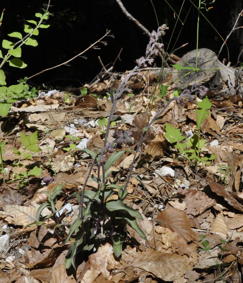 Image of Epipactis atrorubens ssp. subclausa specimen.