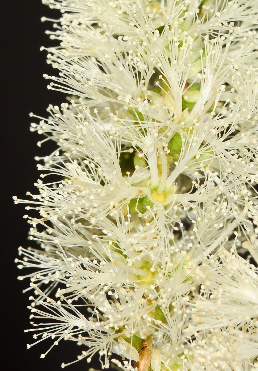 Image of Melaleuca halmaturorum specimen.