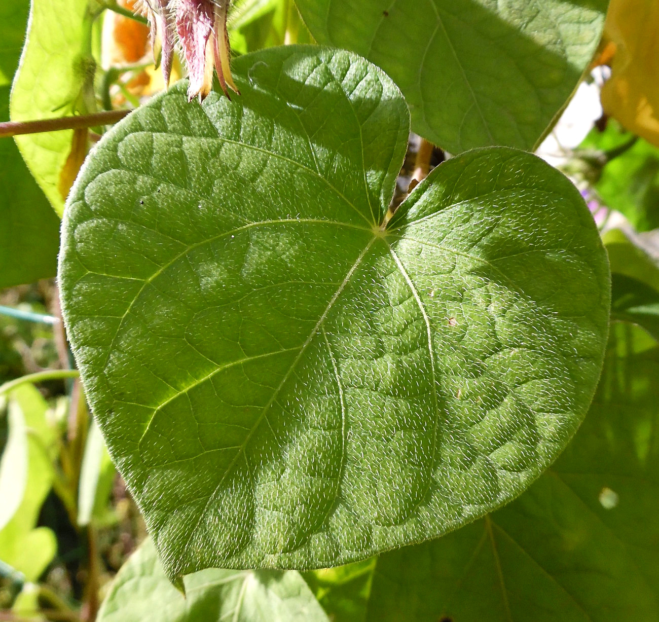 Image of Ipomoea purpurea specimen.