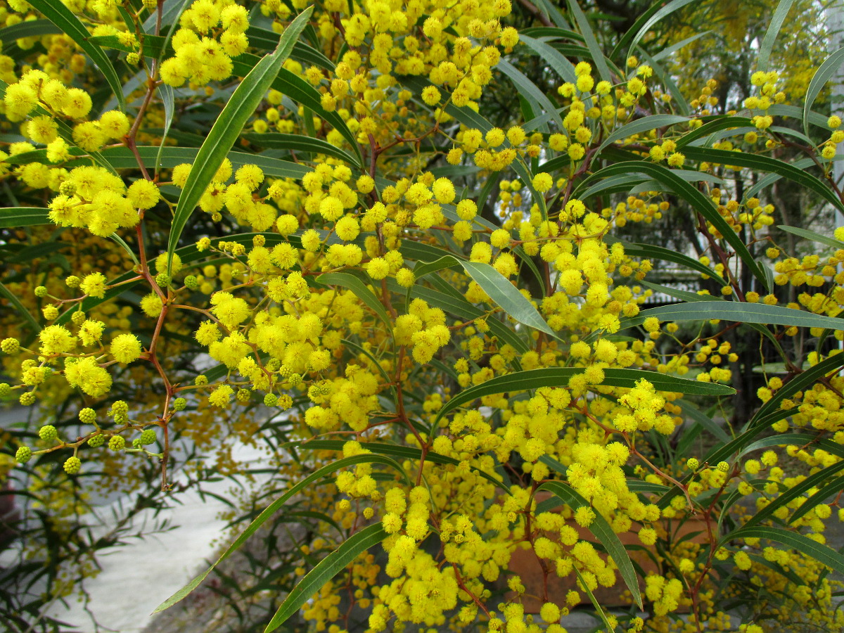 Изображение особи Acacia macradenia.