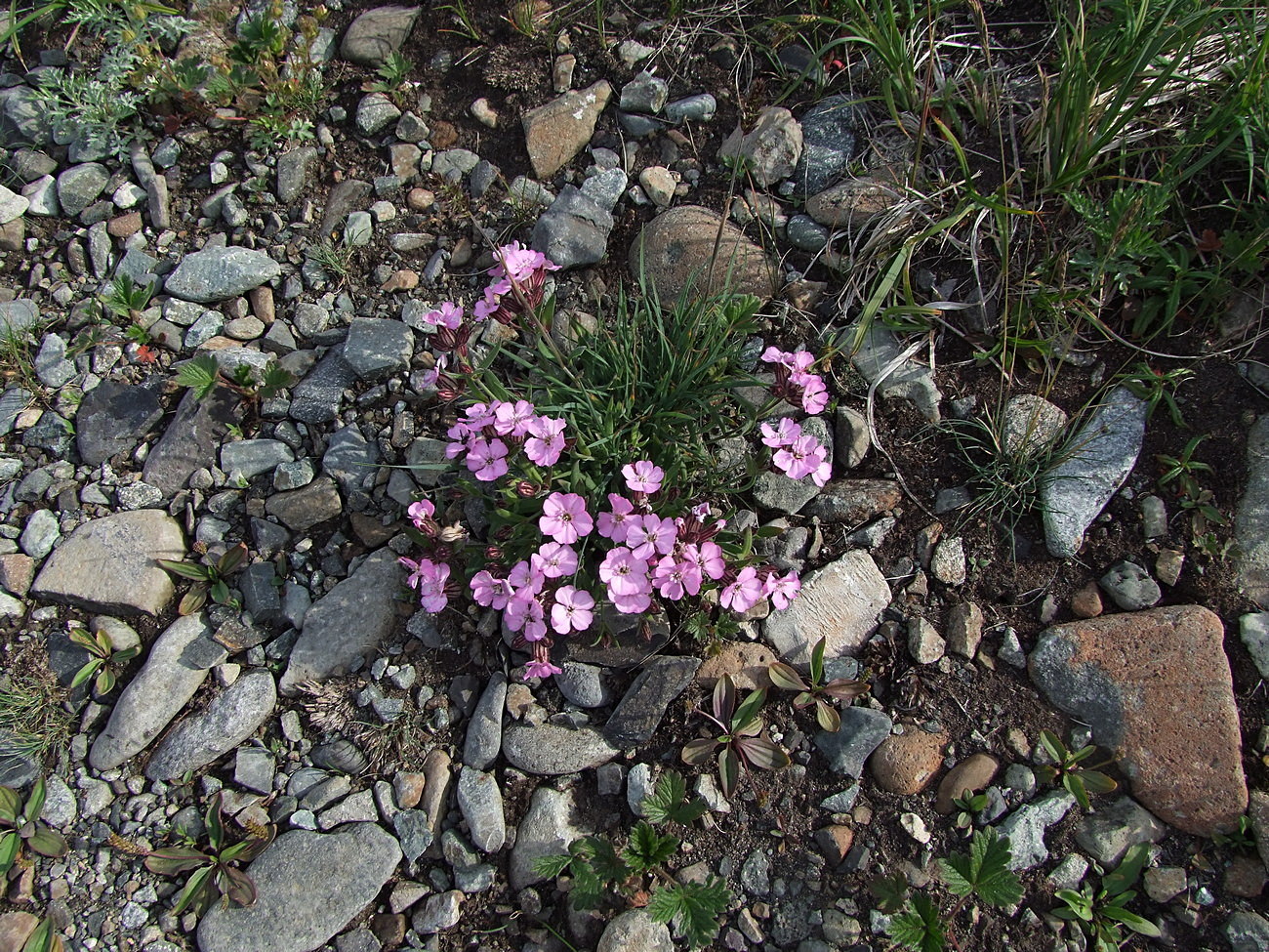 Image of Lychnis ajanensis specimen.