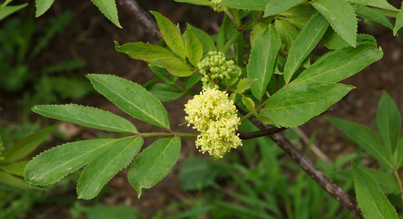 Image of Sambucus racemosa specimen.