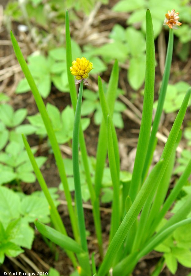 Image of Allium fedtschenkoanum specimen.