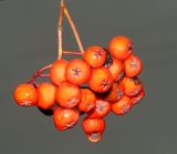 Sorbus aucuparia