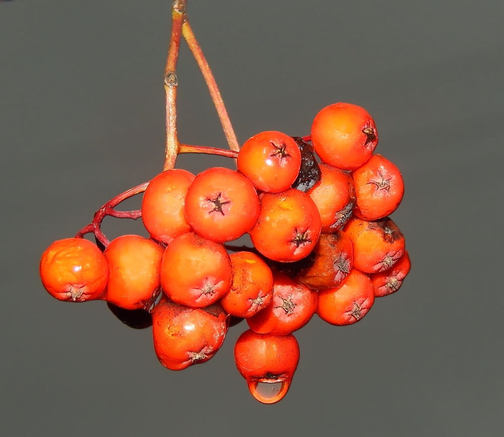 Image of Sorbus aucuparia specimen.