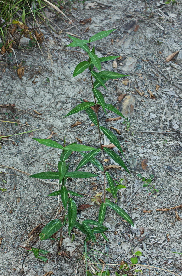 Image of familia Asclepiadaceae specimen.