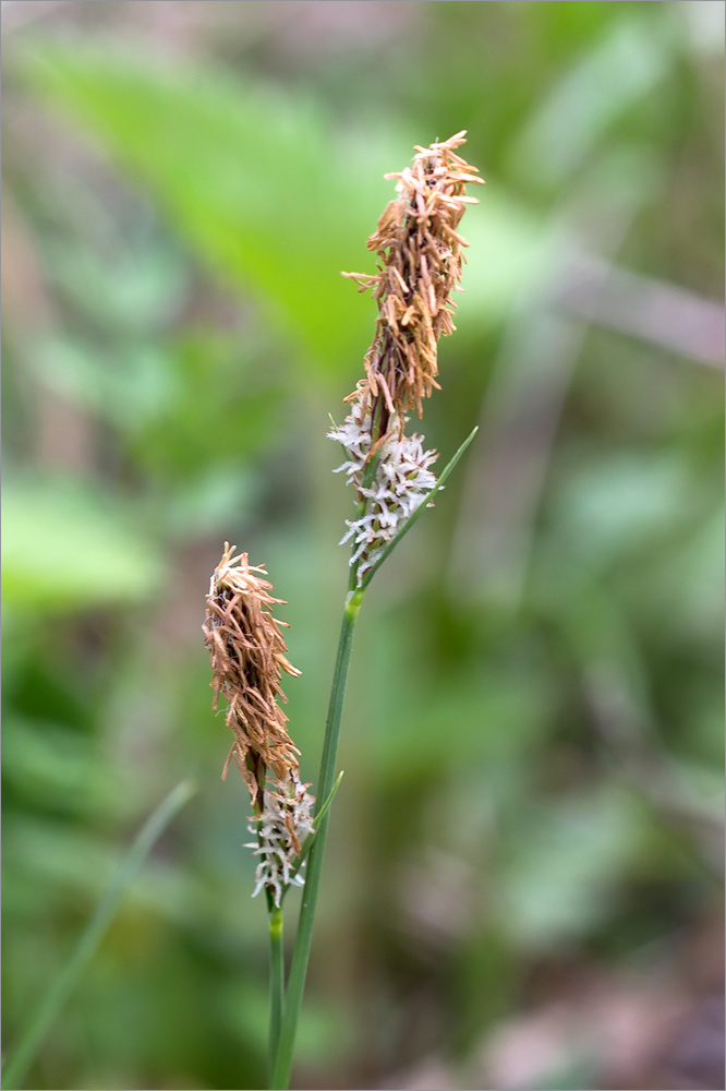 Изображение особи Carex cuspidata.